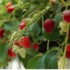 grow-straberry-image